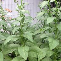 where to buy tobacco seeds in australia