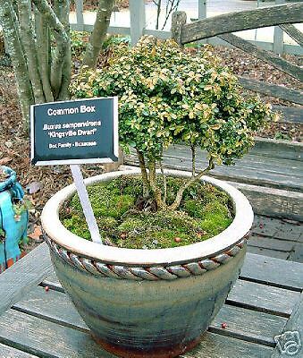 Buxus microphylla KINGSVILLE DWARF Hardy Shrub 1 Plant  