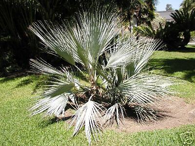 Silver Paper WHITE Mazari Palm Tree COLD HARDY to 10F  