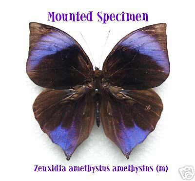 BUTTERFLY/UNMOUNTED/ Zeuxidia amethystus amethystus (m)  