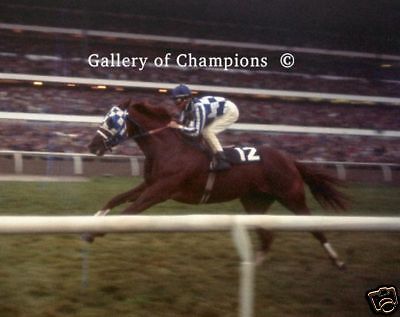 Secretariat Canadian International Photo 8 x 10  