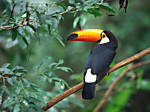 cocofla79