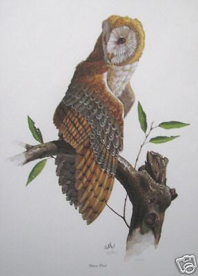 Barn Owl by Don Balke; Signed & Numbered Print  