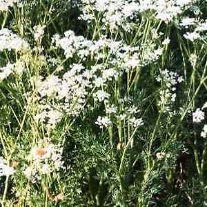 Caraway 100 Herb Seeds Culinary Decorative