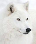 wolf496
