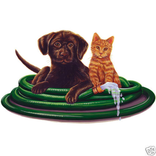 Tatouage Dog and Cat in Hose  CLEARANCE  Low ship  